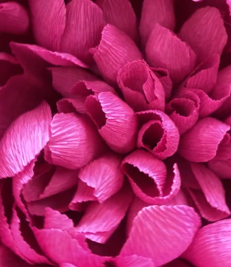 Pink Peony